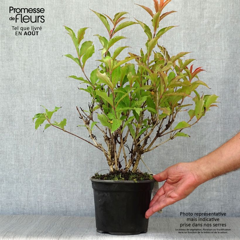 Weigela Red Prince 2L/3L pot sample as delivered in summer