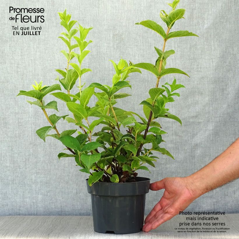 Weigela middendorffiana 3L/4L pot sample as delivered in summer