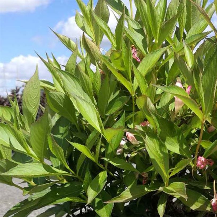 Weigela All Summer Peach (Foliage)