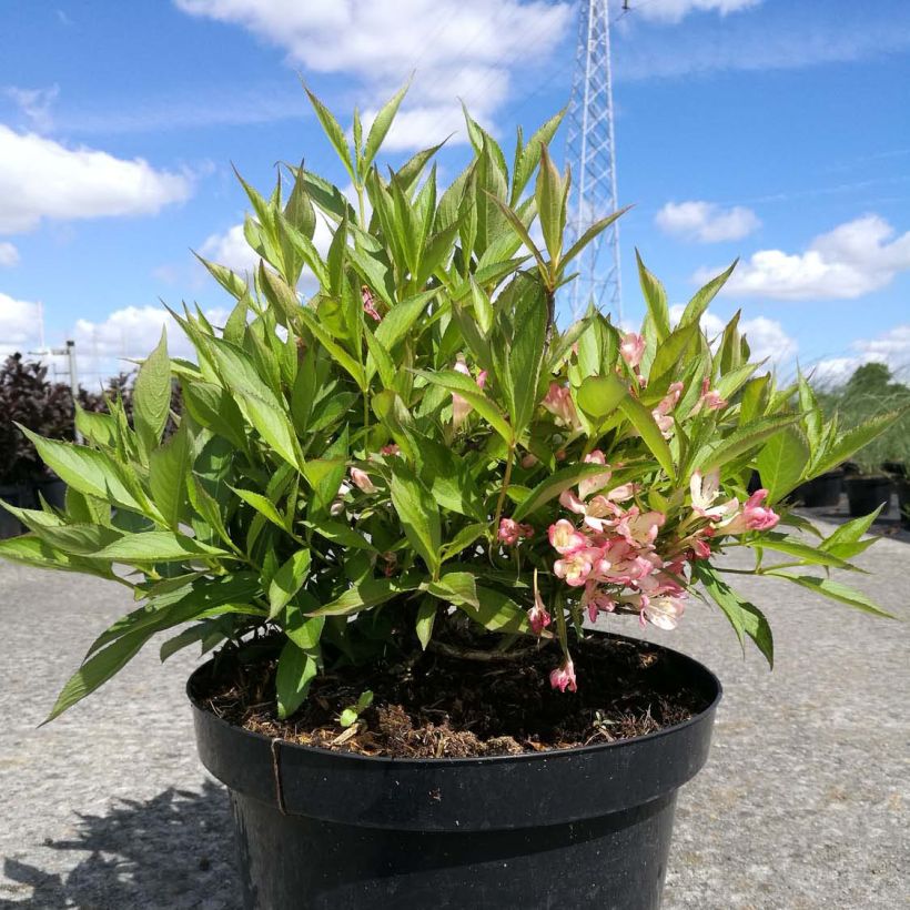 Weigela All Summer Peach (Plant habit)