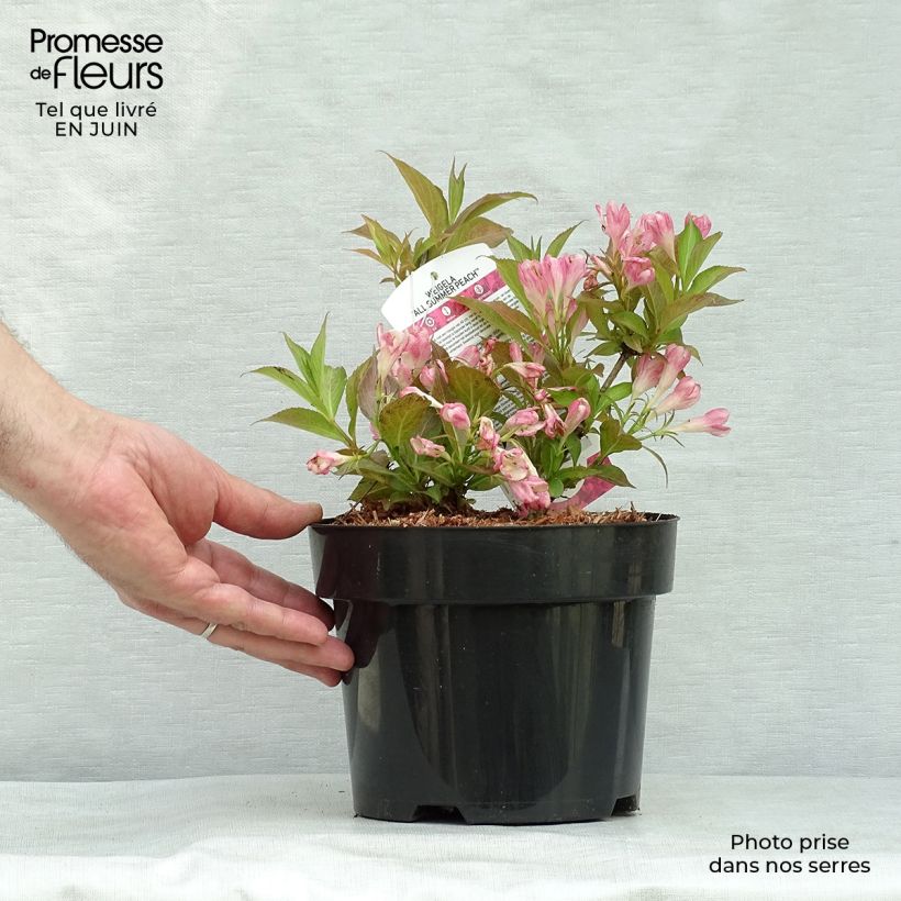 Weigela All Summer Peach 3L/4L pot sample as delivered in summer
