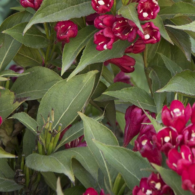 Weigela All Summer Red (Foliage)