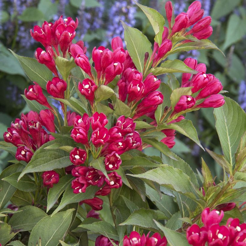 Weigela All Summer Red (Flowering)