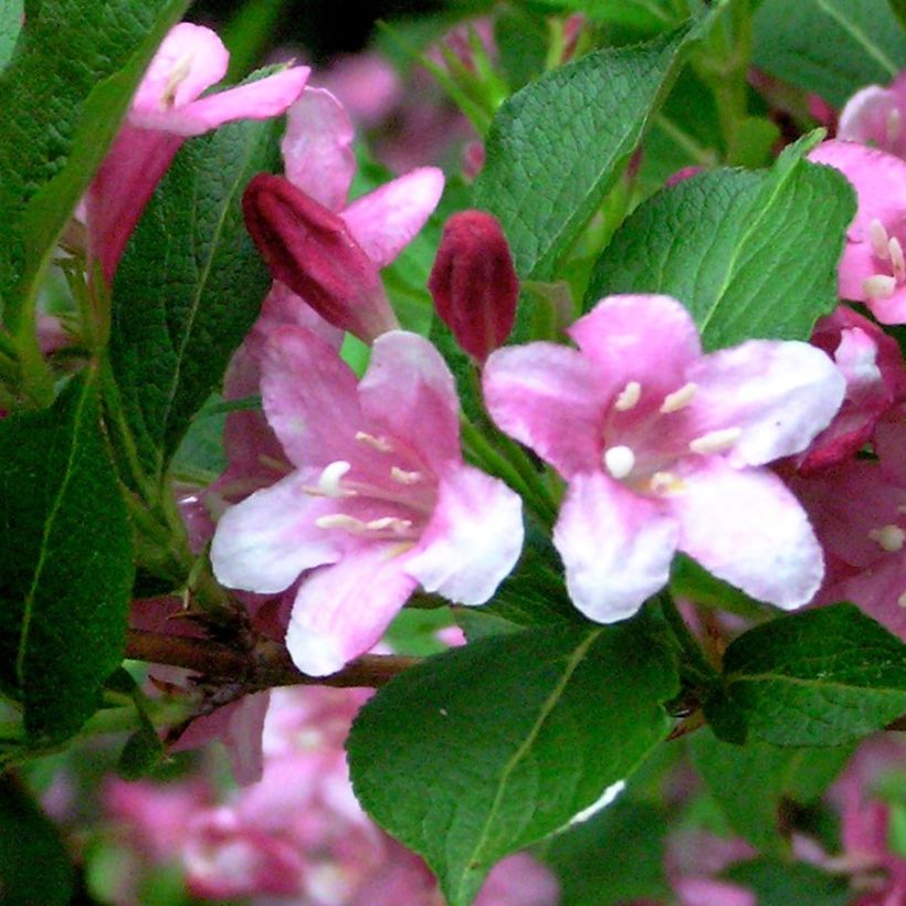 Weigela florida Stelzneri (Foliage)