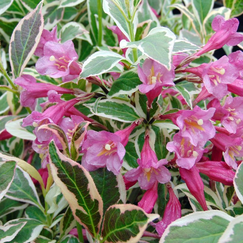 Weigela florida Monet Verweig (Flowering)