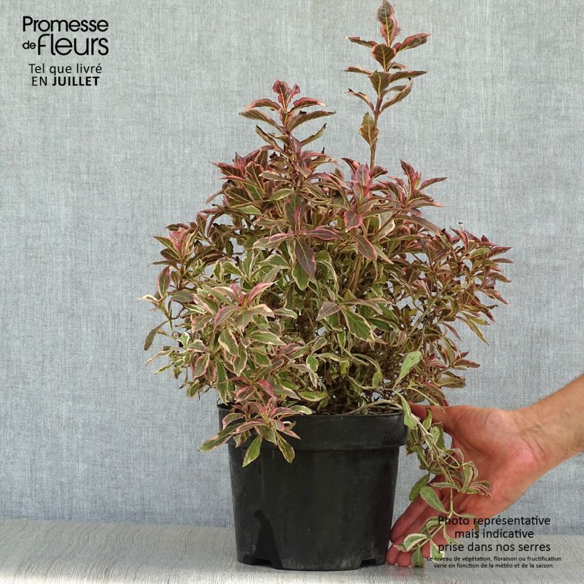 Weigela florida Monet Verweig 2L/3L pot sample as delivered in summer