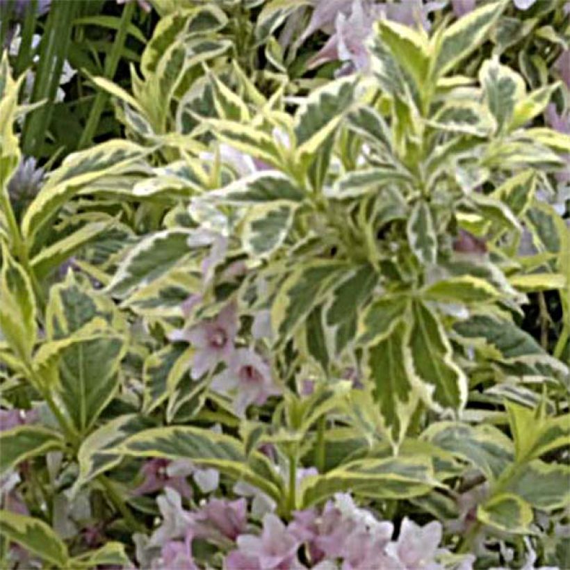 Weigela florida Nana Variegata (Foliage)