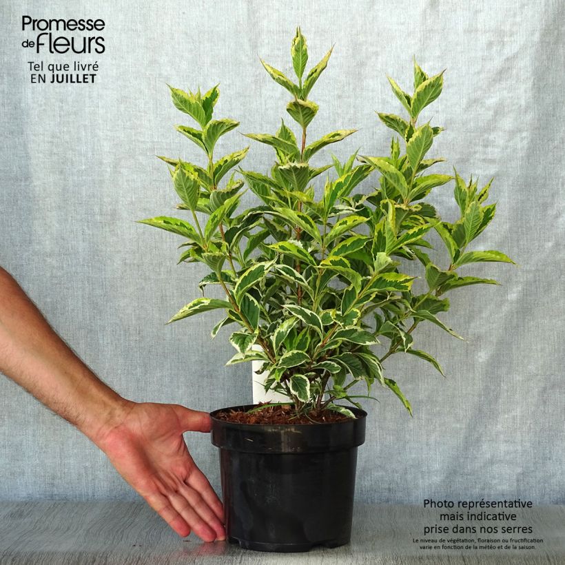 Weigela florida Nana Variegata 2L/3L pot sample as delivered in summer