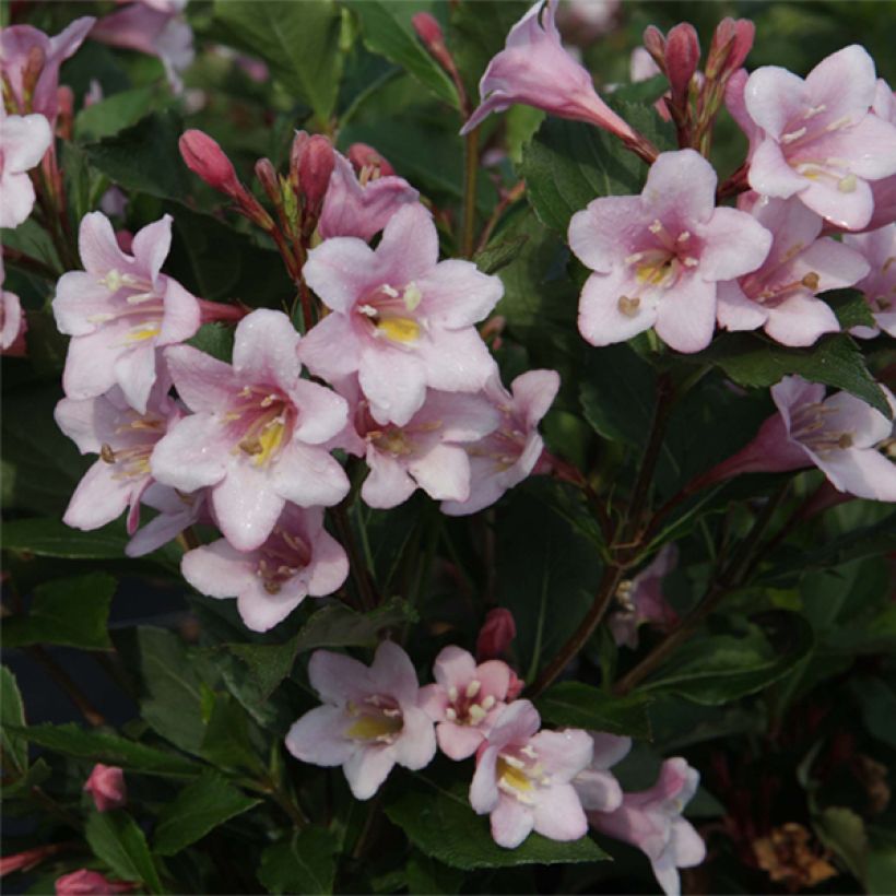 Weigela florida Polka (Flowering)