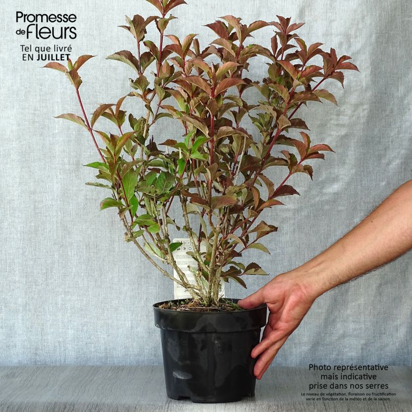 Weigela florida Polka 2L/3L pot sample as delivered in summer