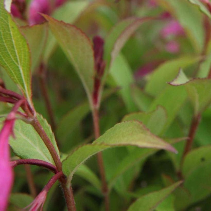 Weigela florida Princess Ayla (Foliage)