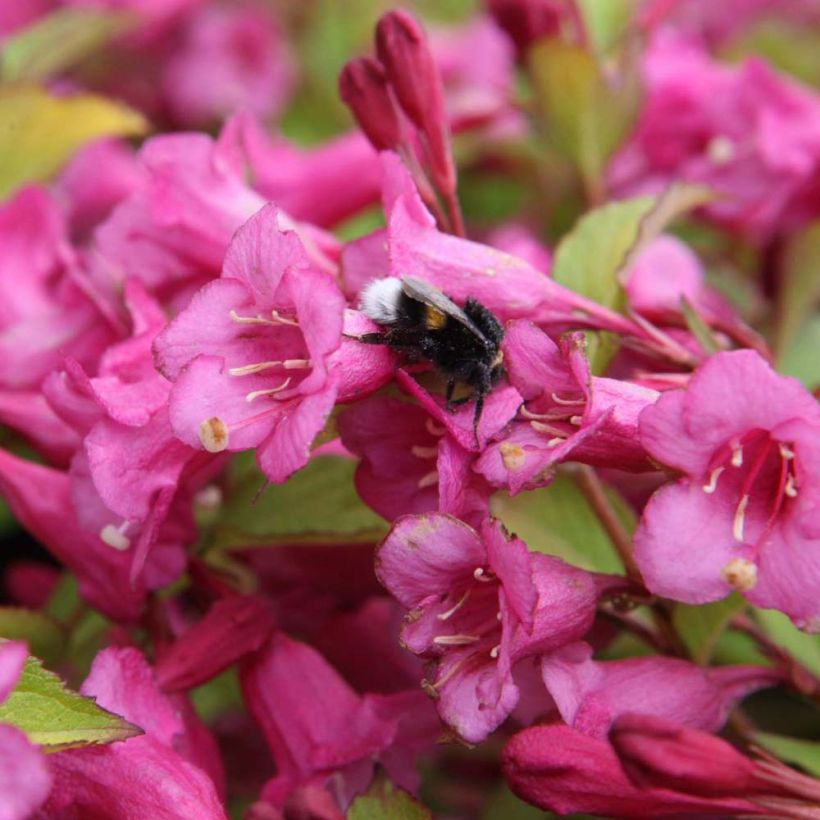 Weigela florida Princess Ayla (Flowering)