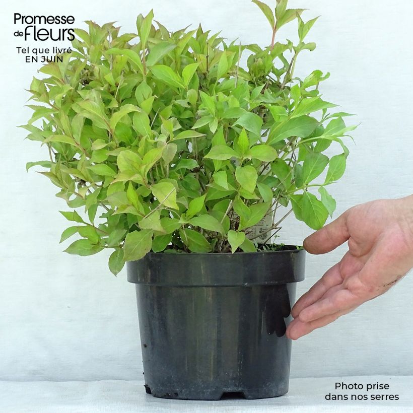 Weigela florida Princess Ayla 3L/4L pot sample as delivered in summer
