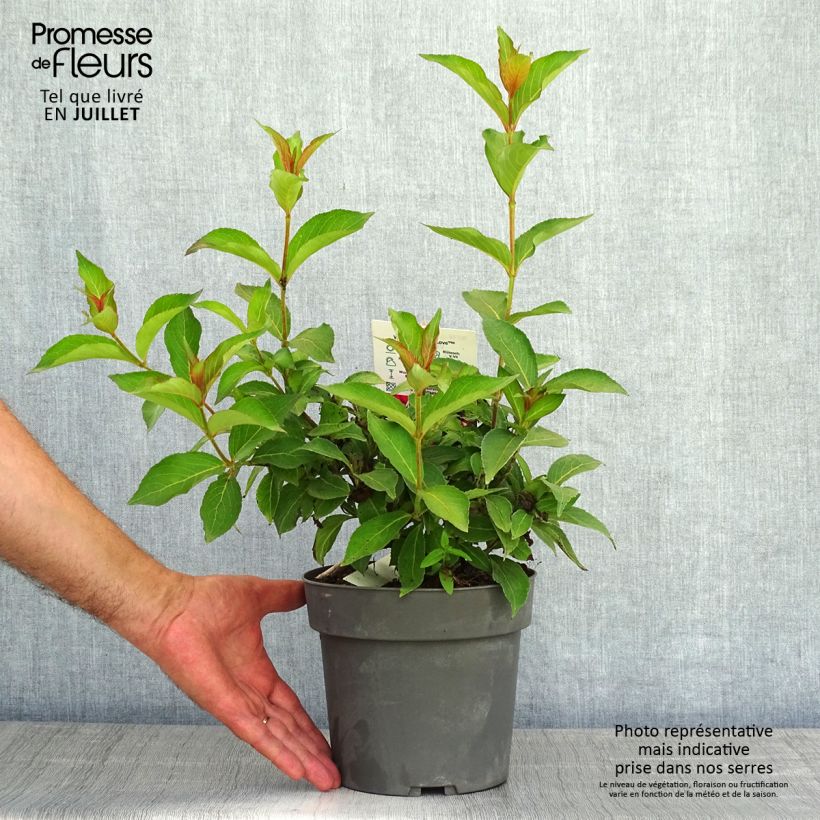 Weigela florida Cherry Love 3L/4L pot sample as delivered in summer