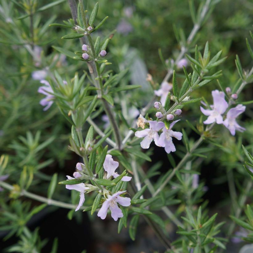 Westringia fruticosa (Flowering)