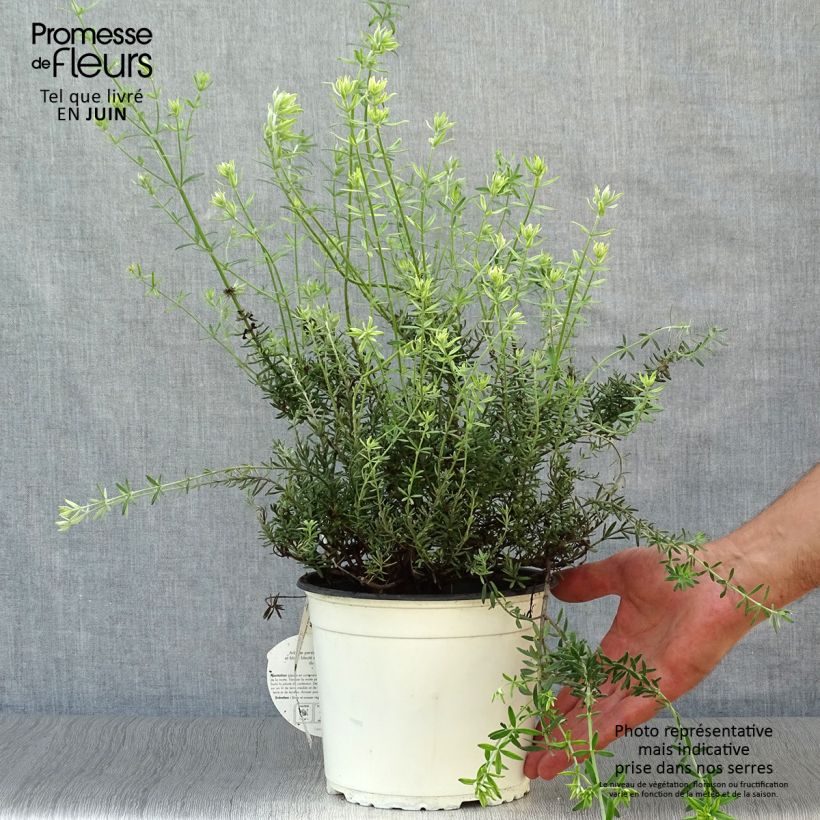 Westringia fruticosa White Rambler 2L/3L pot sample as delivered in summer