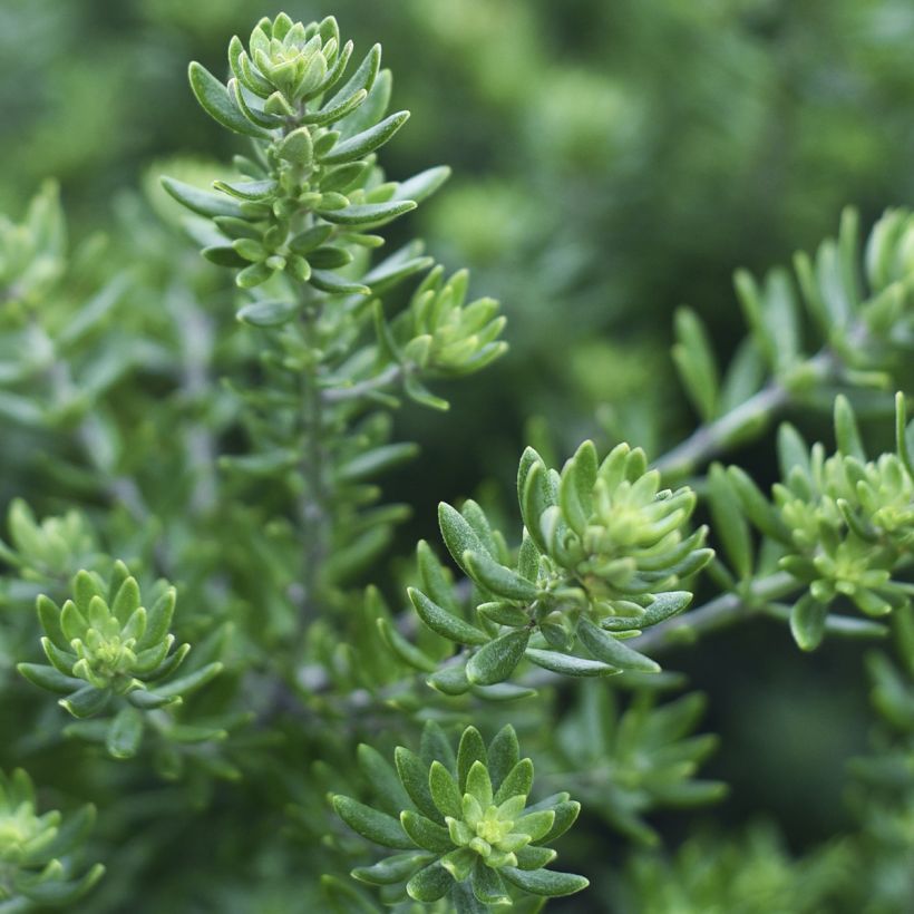 Westringia fruticosa Mundi (Foliage)