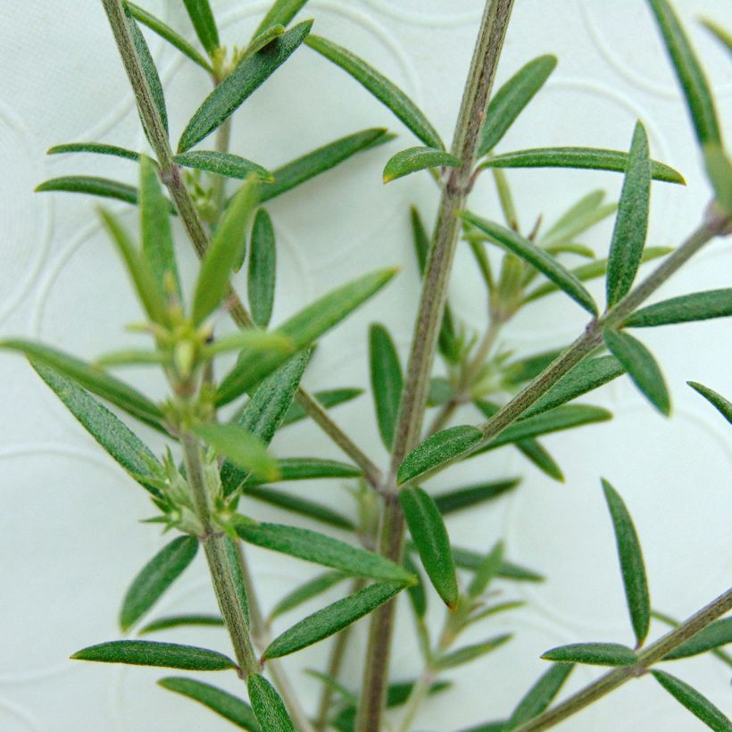Westringia fruticosa (Foliage)