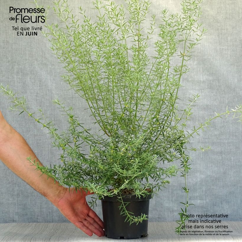 Westringia fruticosa 2L/3L pot sample as delivered in summer