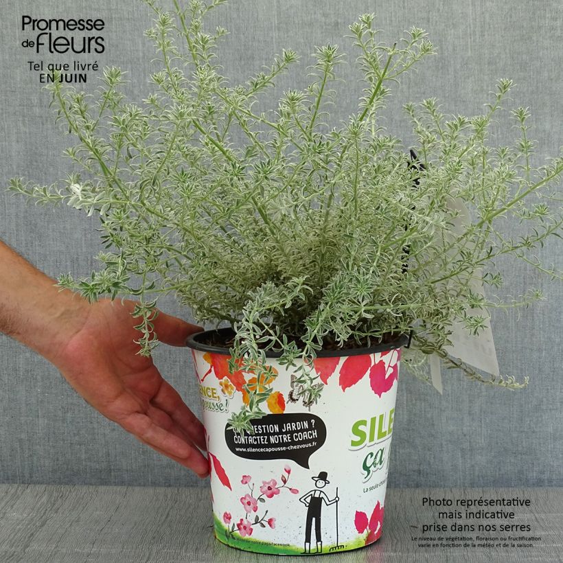 Westringia fruticosa Smookie 3L/4L pot sample as delivered in summer