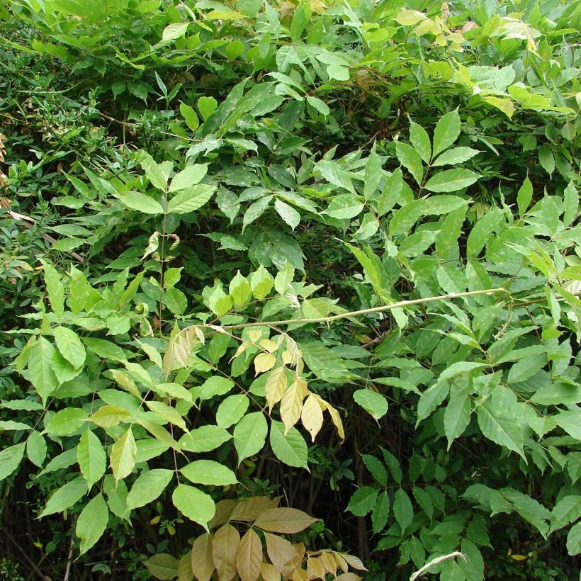 Wisteria floribunda (Foliage)