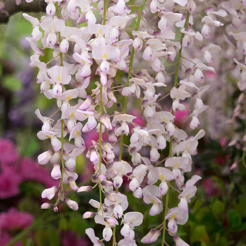 Wisteria floribunda Lipstick (Flowering)