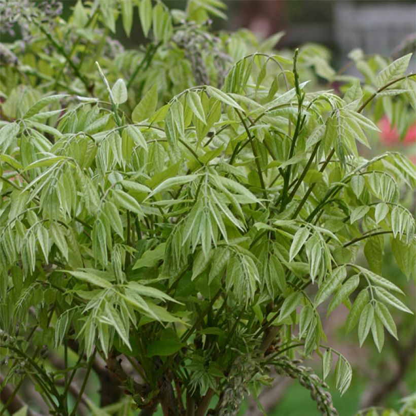 Wisteria floribunda Macrobotrys (Foliage)