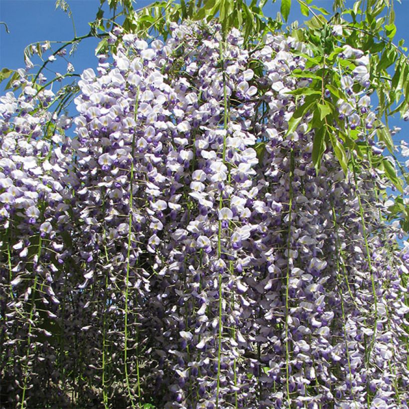 Wisteria floribunda Macrobotrys (Flowering)