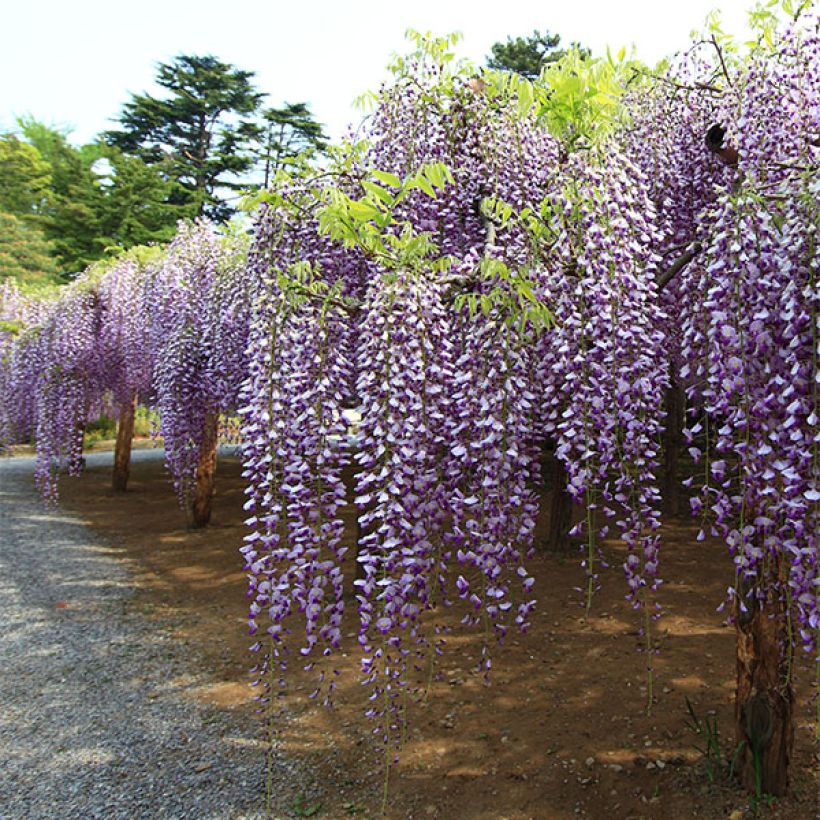 Wisteria floribunda Macrobotrys (Plant habit)