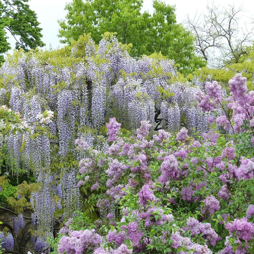 Wisteria floribunda Macrobotrys De Belder (Plant habit)