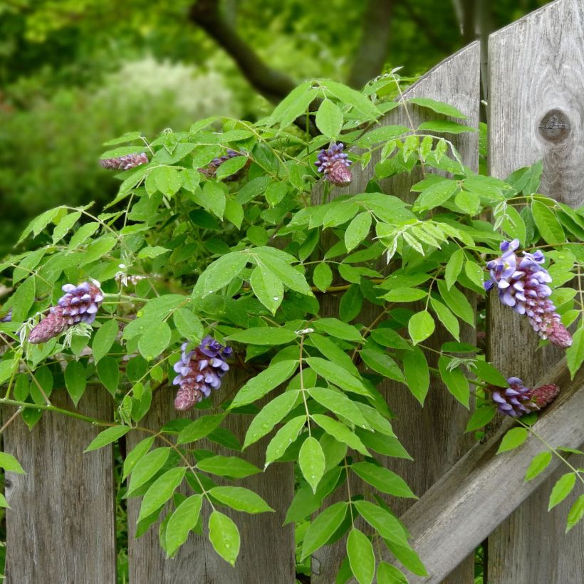 Wisteria frutescens Amethyst Falls (Foliage)