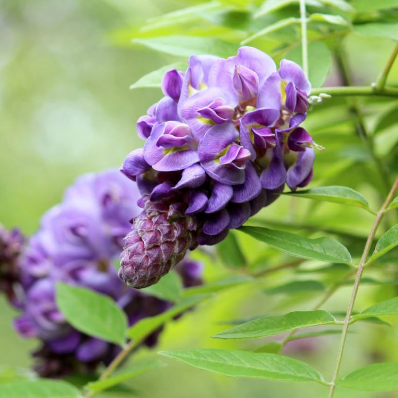 Wisteria frutescens Amethyst Falls (Flowering)