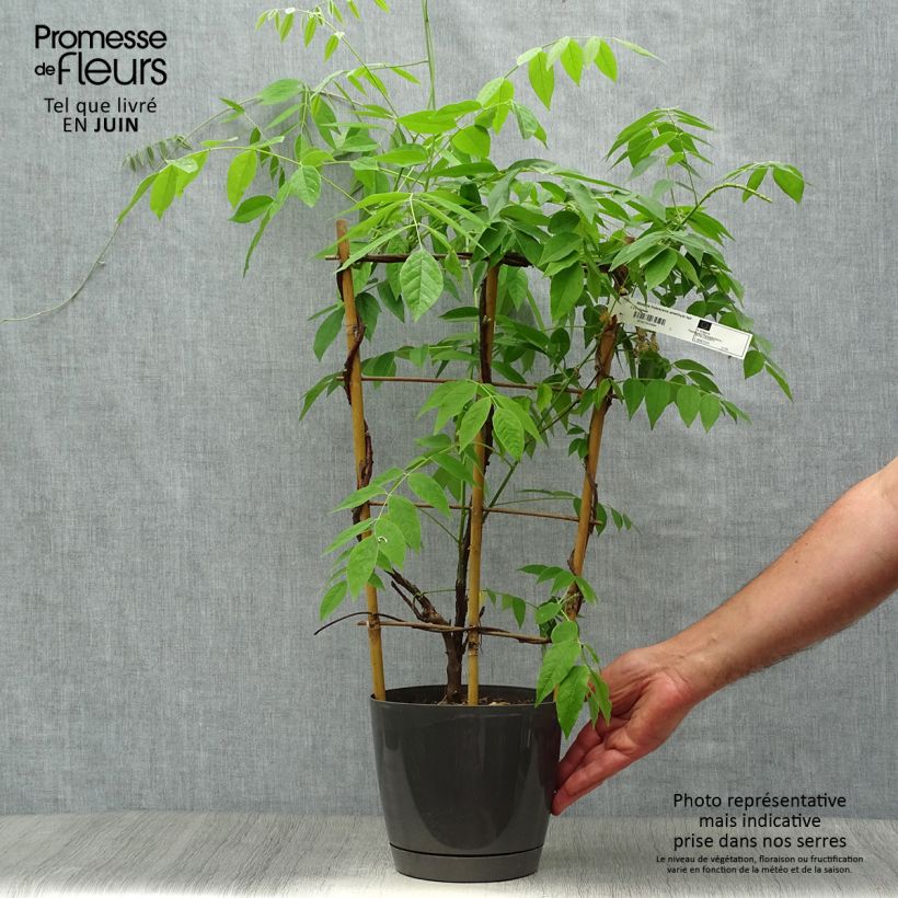Wisteria frutescens Amethyst Falls 3L/4L pot sample as delivered in summer