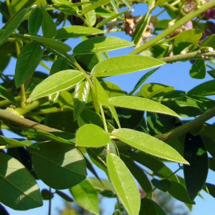 Wisteria frutescens Longwood Purple (Foliage)