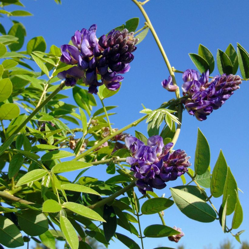 Wisteria frutescens Longwood Purple (Flowering)