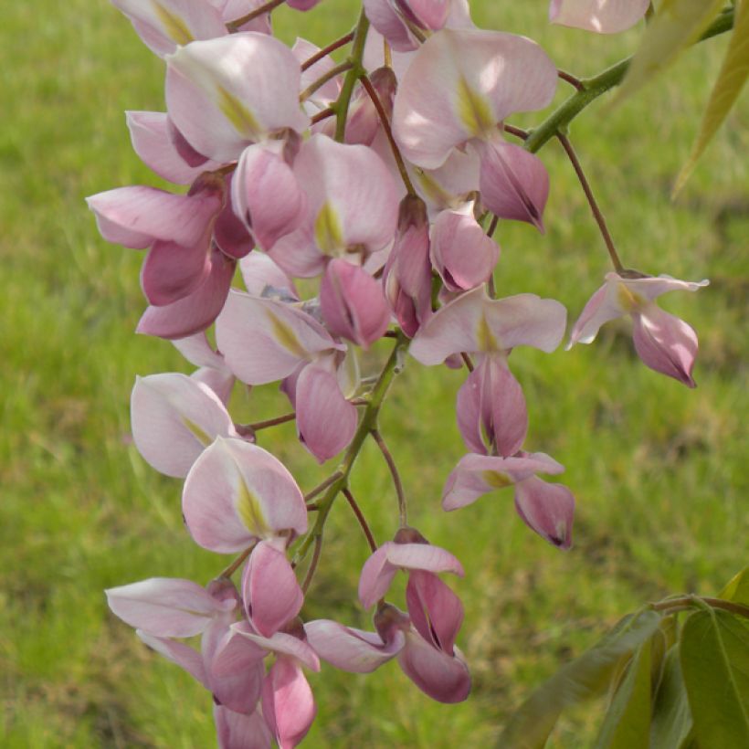 Wisteria venusta Rosea (Flowering)