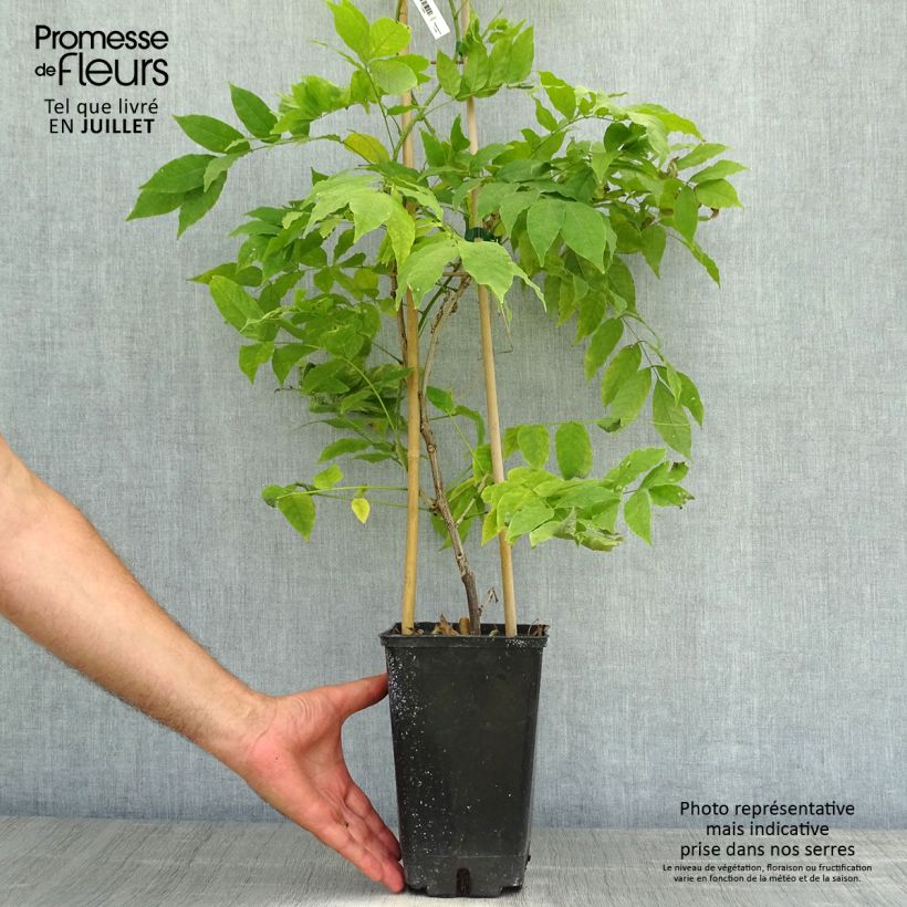 Wisteria venusta Rosea 2L/3L pot sample as delivered in summer