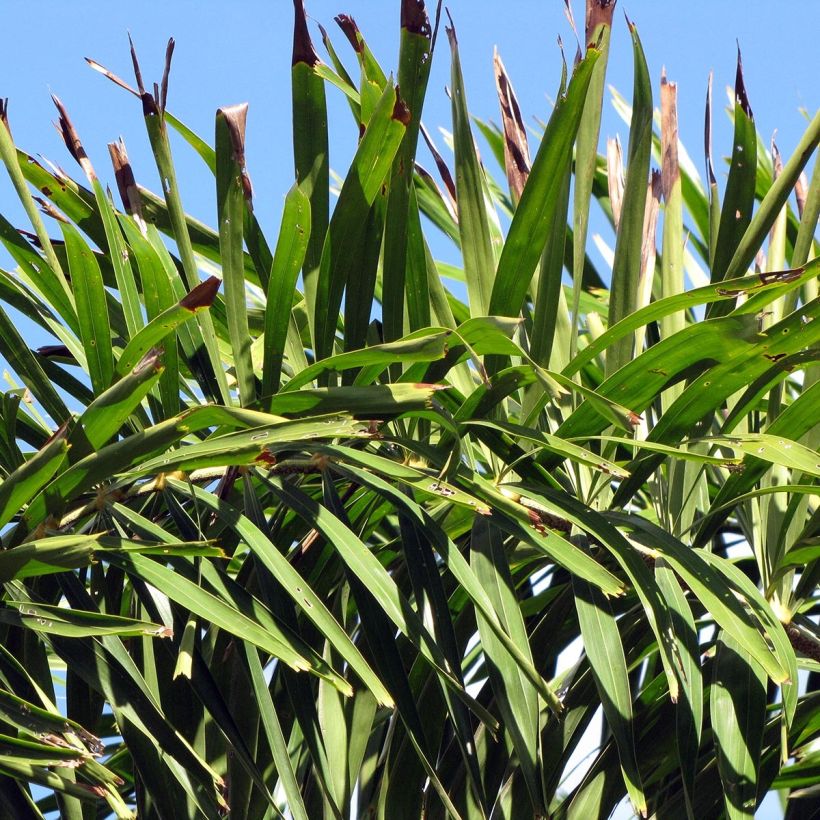 Wodyetia bifurcata - Foxtail Palm (Foliage)