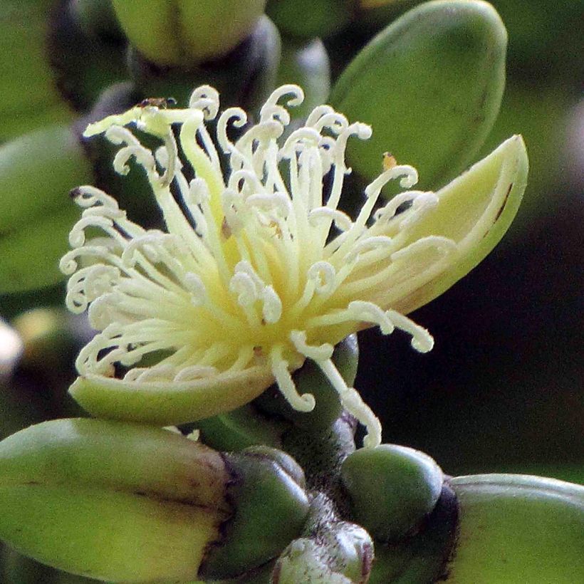 Wodyetia bifurcata - Foxtail Palm (Flowering)