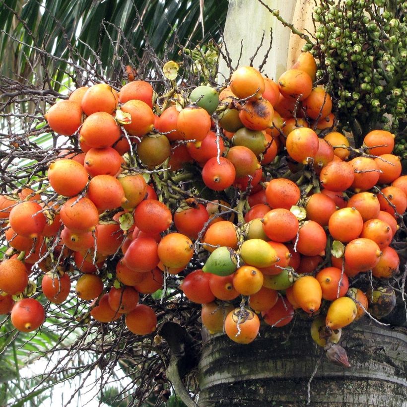 Wodyetia bifurcata - Foxtail Palm (Harvest)