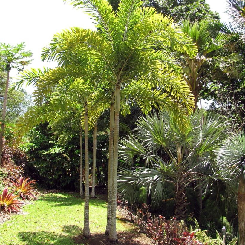 Wodyetia bifurcata - Foxtail Palm (Plant habit)