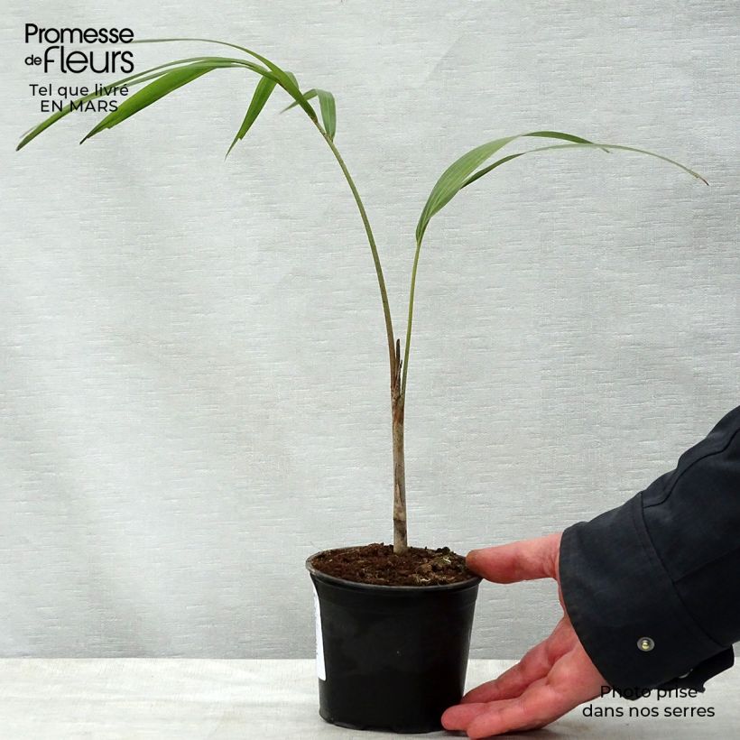Wodyetia bifurcata - Foxtail Palm 20L/25L pot sample as delivered in spring
