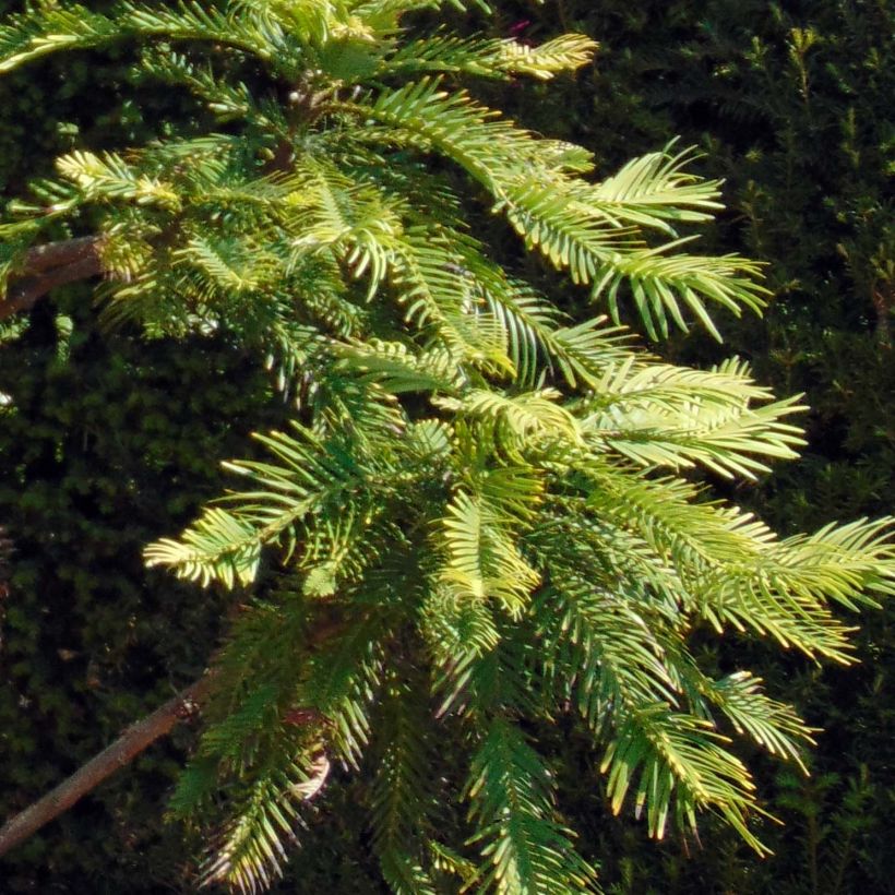 Wollemia nobilis (Foliage)
