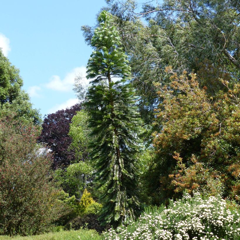 Wollemia nobilis (Plant habit)