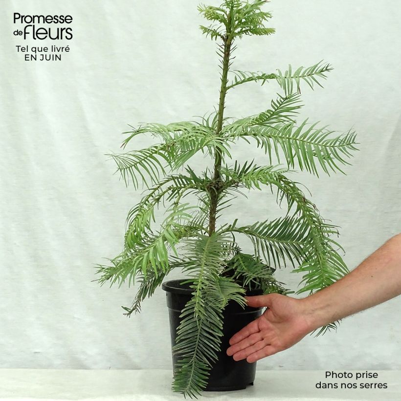 Wollemia nobilis 6L/7L pot sample as delivered in summer