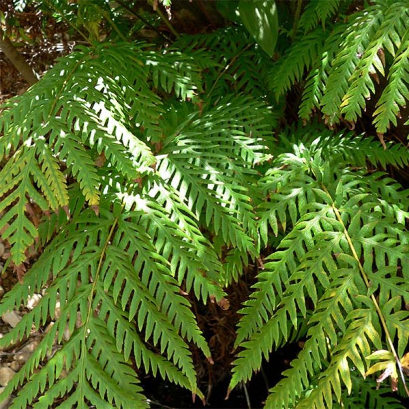Woodwardia fimbriata  (Foliage)