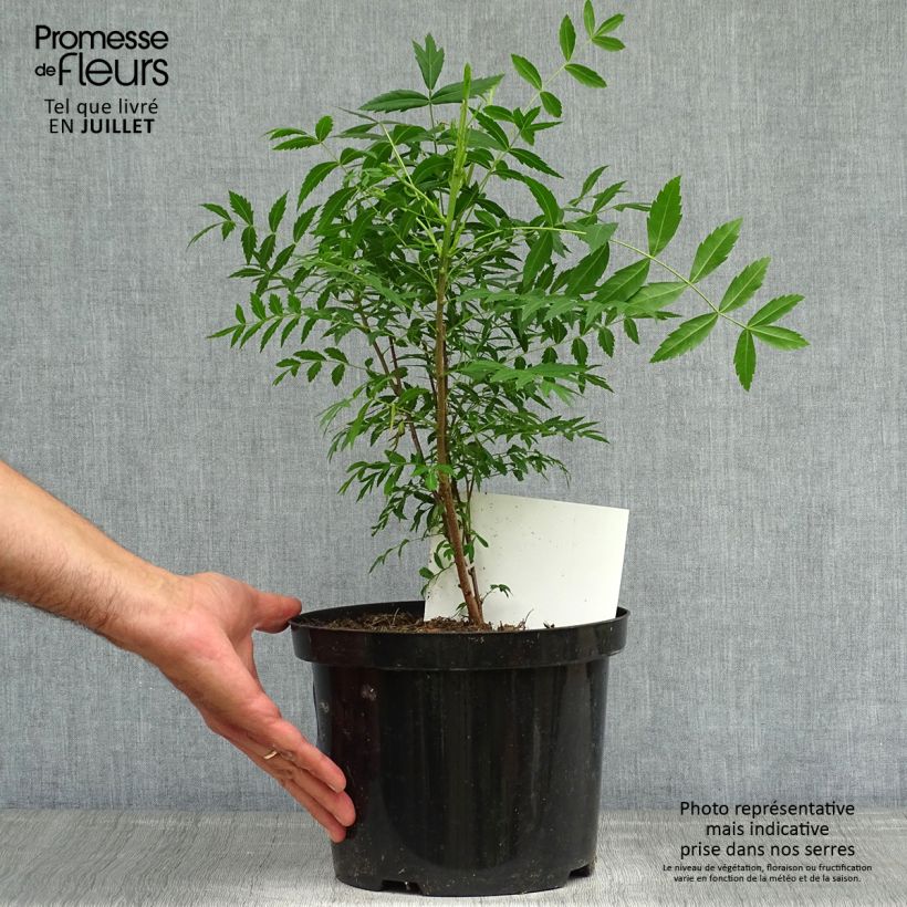 Xanthoceras sorbifolium 3L/4L pot sample as delivered in summer