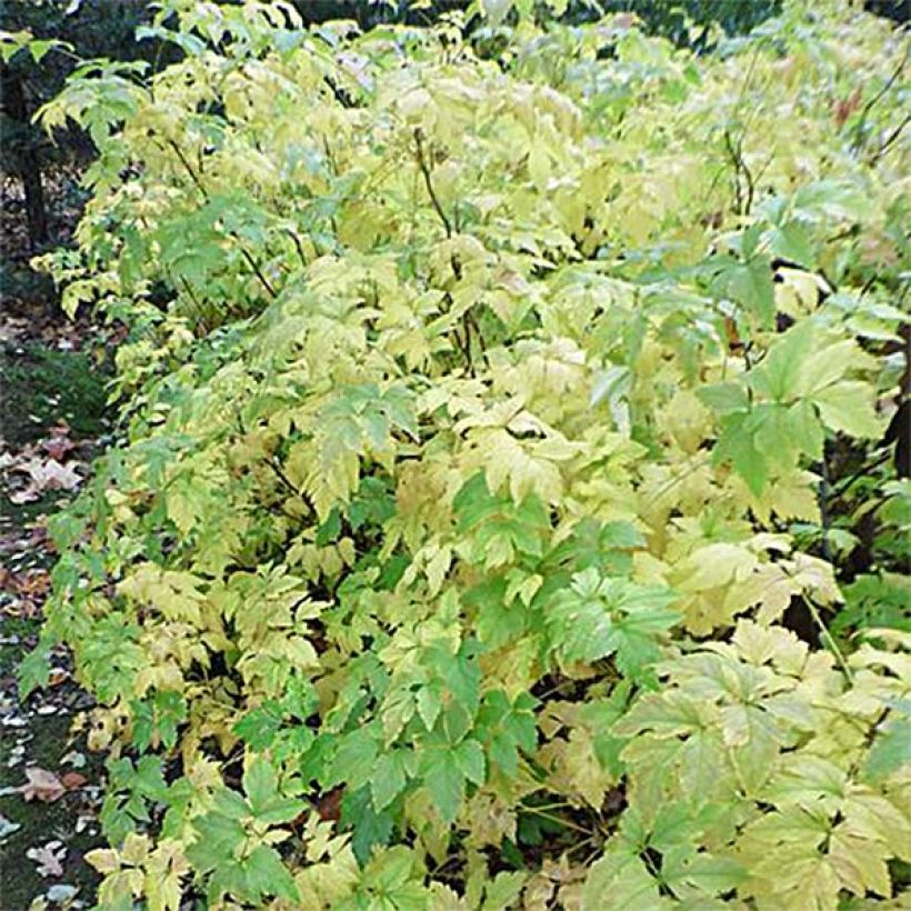 Xanthorhiza simplicissima (Foliage)