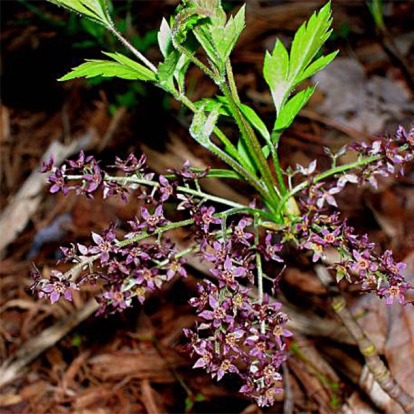 Xanthorhiza simplicissima (Flowering)