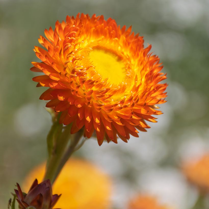 Xerochrysum bracteatum Granvia Dark Orange Flame (Foliage)